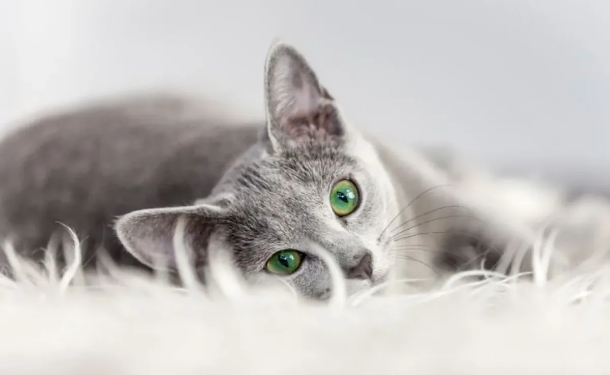 Mastite felina: essa grave doença merece atenção dos tutores! Saiba como prevenir e cuidar