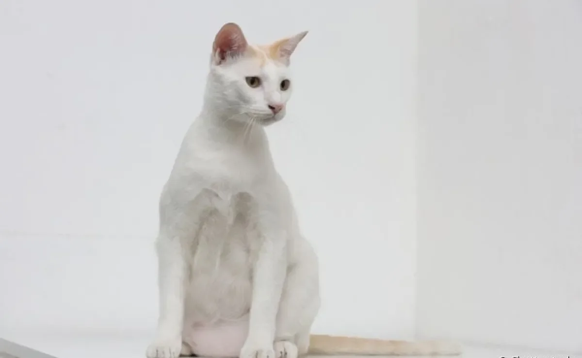 Saiba o que é bolsa primordial e sua função no corpo dos felinos