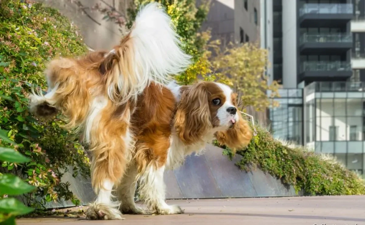 Como fica cachorro castrado? Saiba se o comportamento de levantar a perna para fazer xixi continua ou não