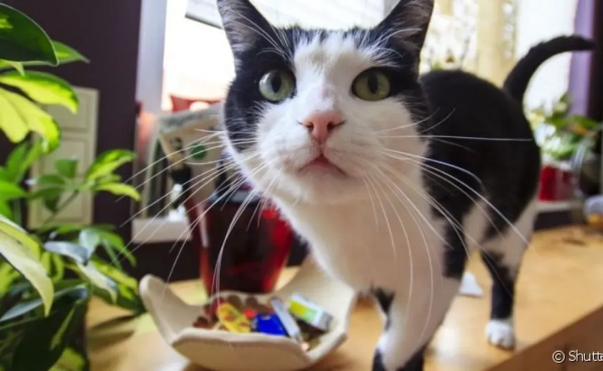 Nunca entendeu o motivo do seu gato simplesmente jogar os objetos no chão? Ele faz isso brincando ou quer te provocar?
