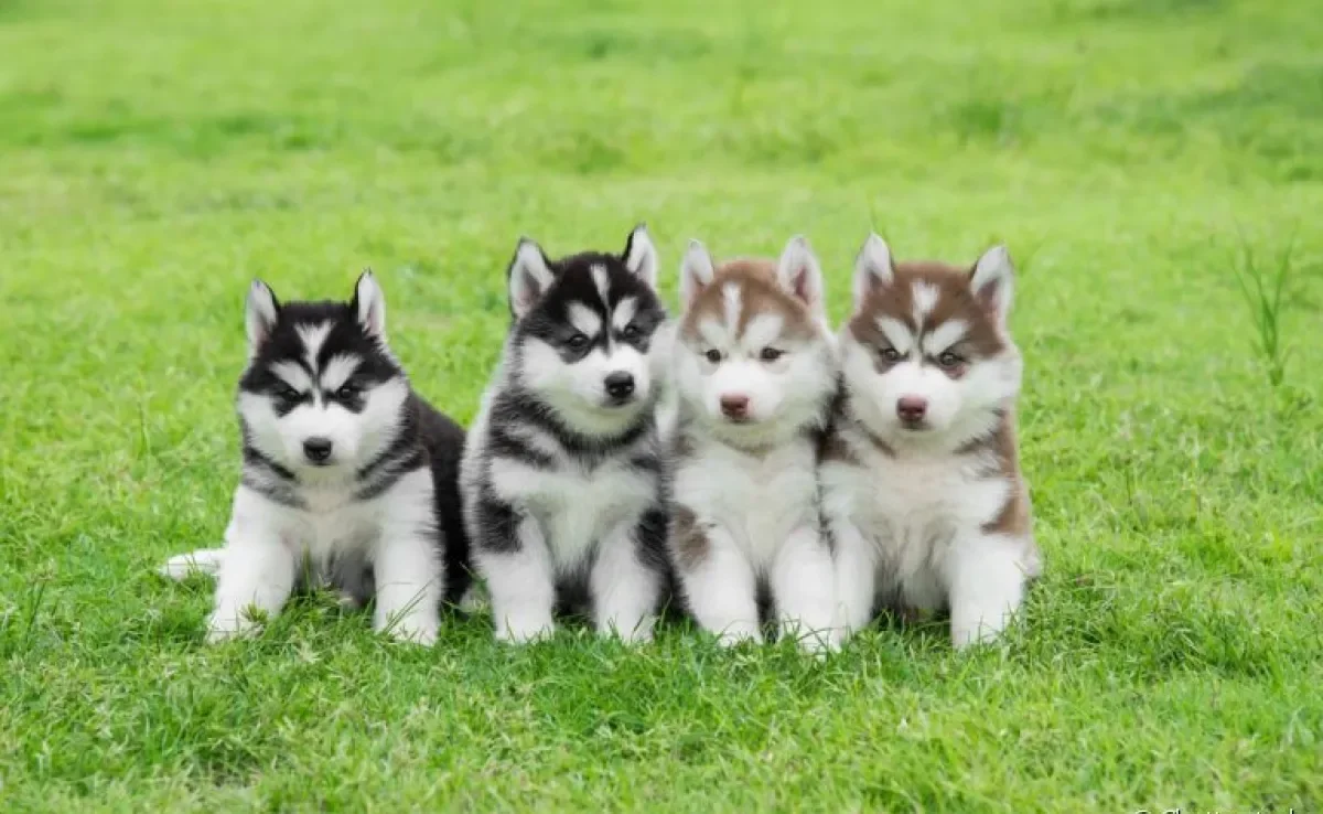 Afinal, você sabe quais as cores do Husky Siberiano? Veja todas as possibilidades logo abaixo!