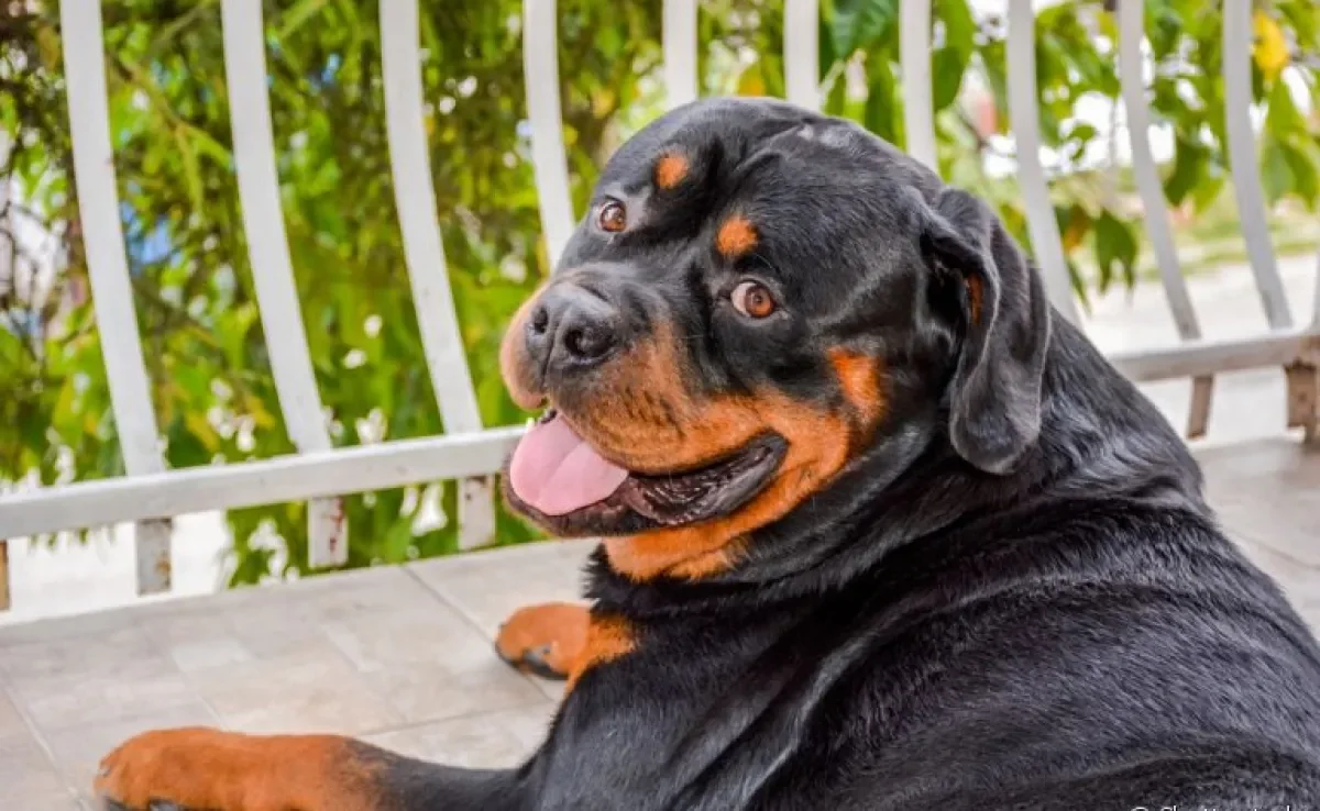 Conheça raças de cachorro que possuem o instinto protetor nas veias