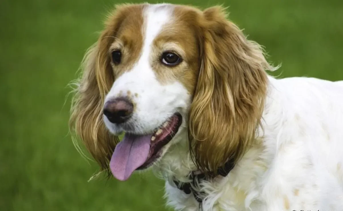 Você sabe quais são os tipos de pelagem de cachorro? Descubra tudo sobre o assunto a seguir