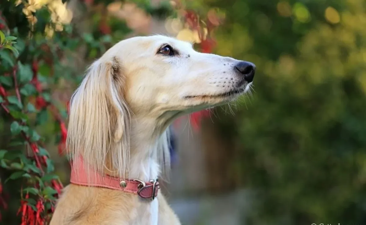 O cachorro Saluki vai te impressionar! Saiba mais sobre a raça