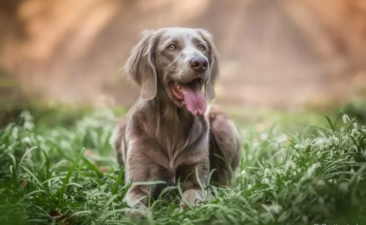 Weimaraner: saiba tudo sobre esse bebezão de porte grande