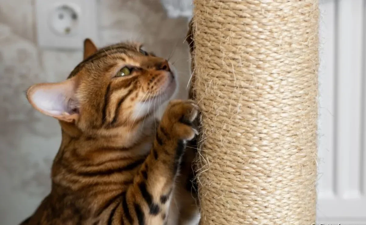 O arranhador para gatos é indispensável na rotina dos felinos