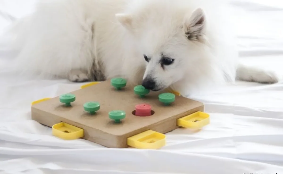Você já conhece os brinquedos interativos para cachorro? Entenda mais sobre algumas opções que valem a pena!