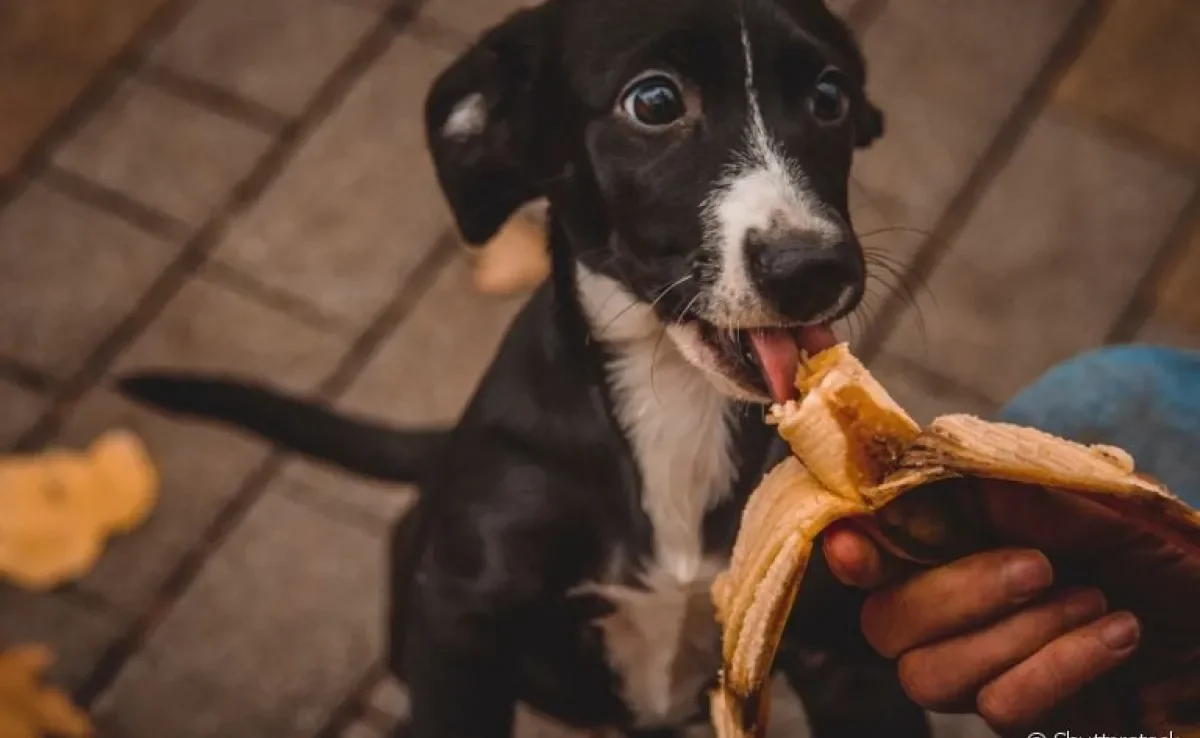 Descubra quais são as melhores frutas para cachorro