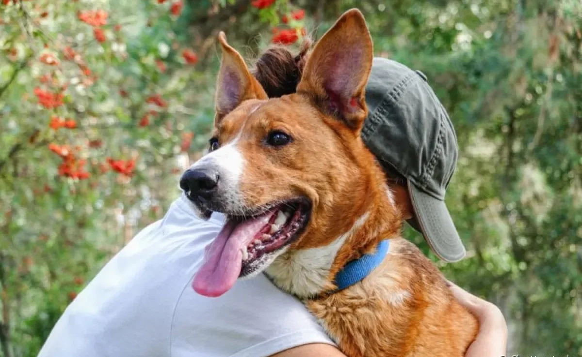 Adotei um cachorro: e agora? Saiba 5 coisas essenciais para programar antes da decisão
