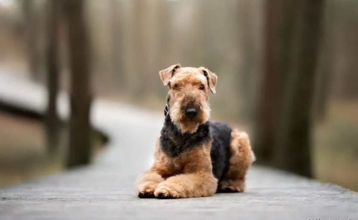 Peludo e fofo, o Airedale Terrier é um cãozinho singular que tem tudo para te conquistar