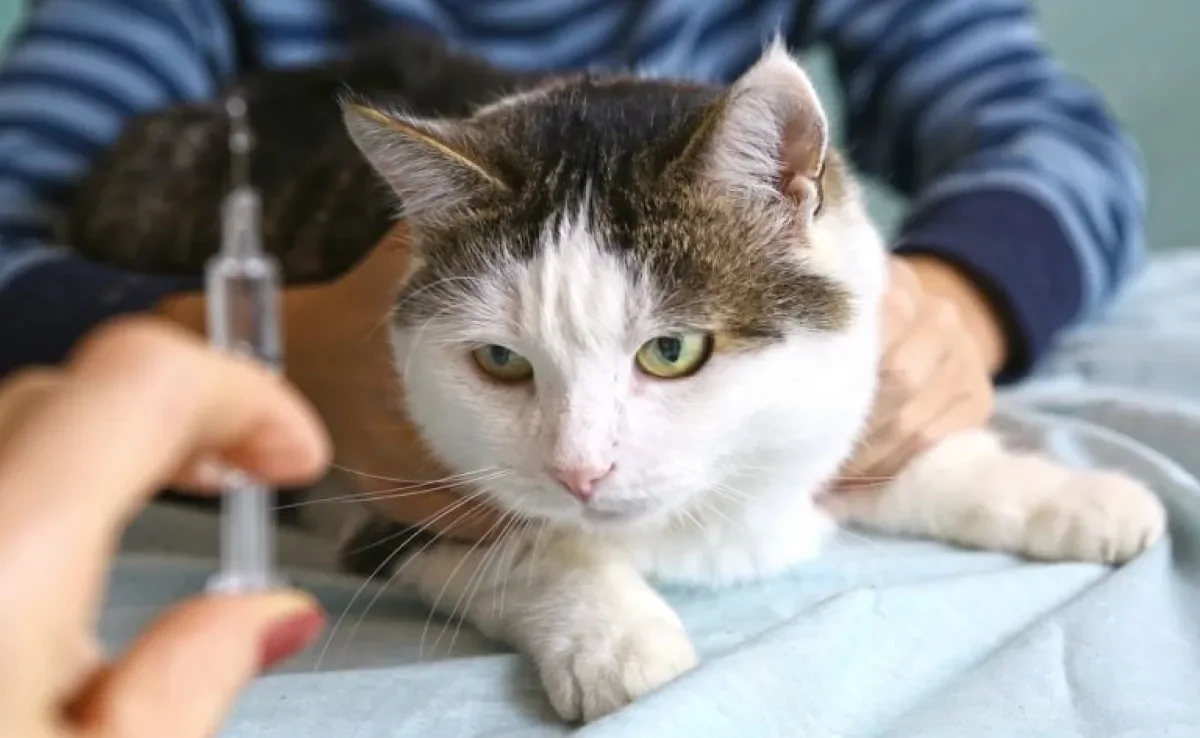 A injeção para cio de gato não é a melhor maneira de prevenir a gravidez 