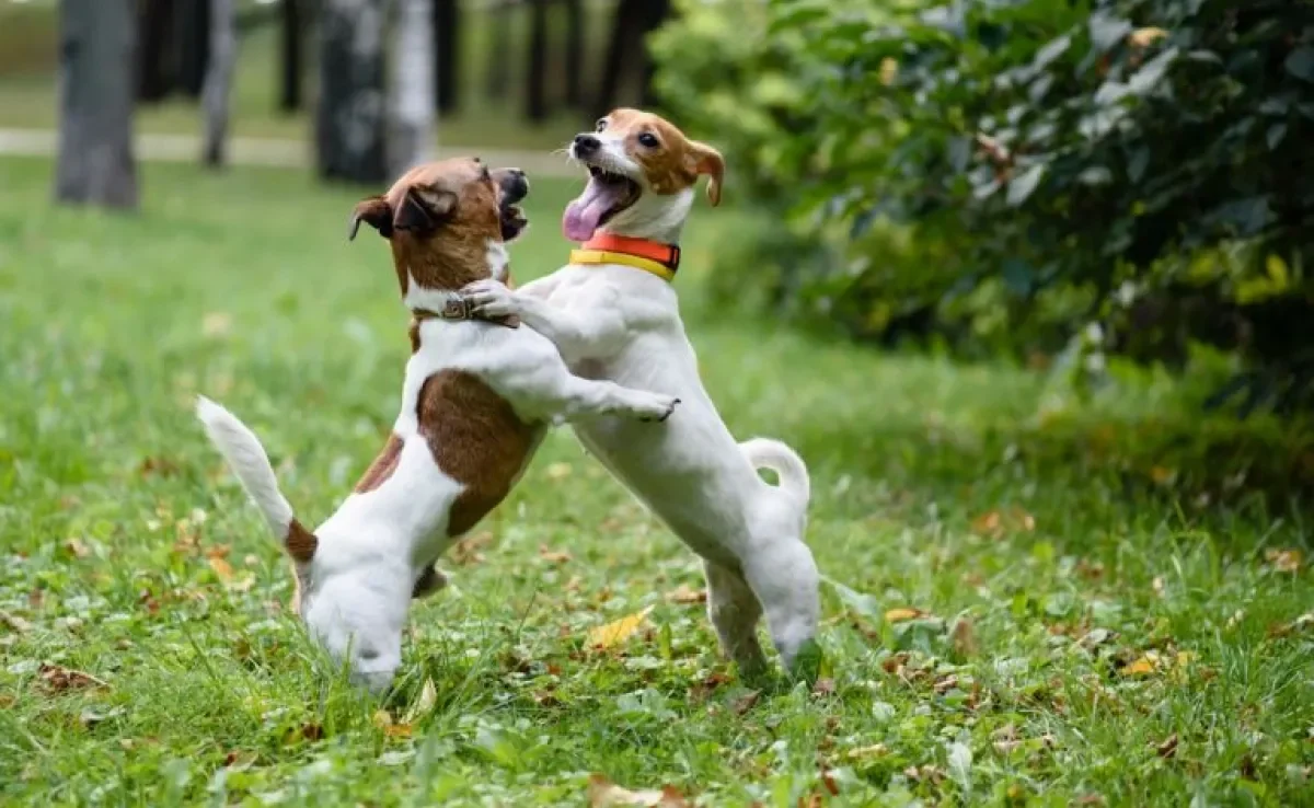Cachorro brigando? Saiba o que pode motivar esse comportamento e como evitar