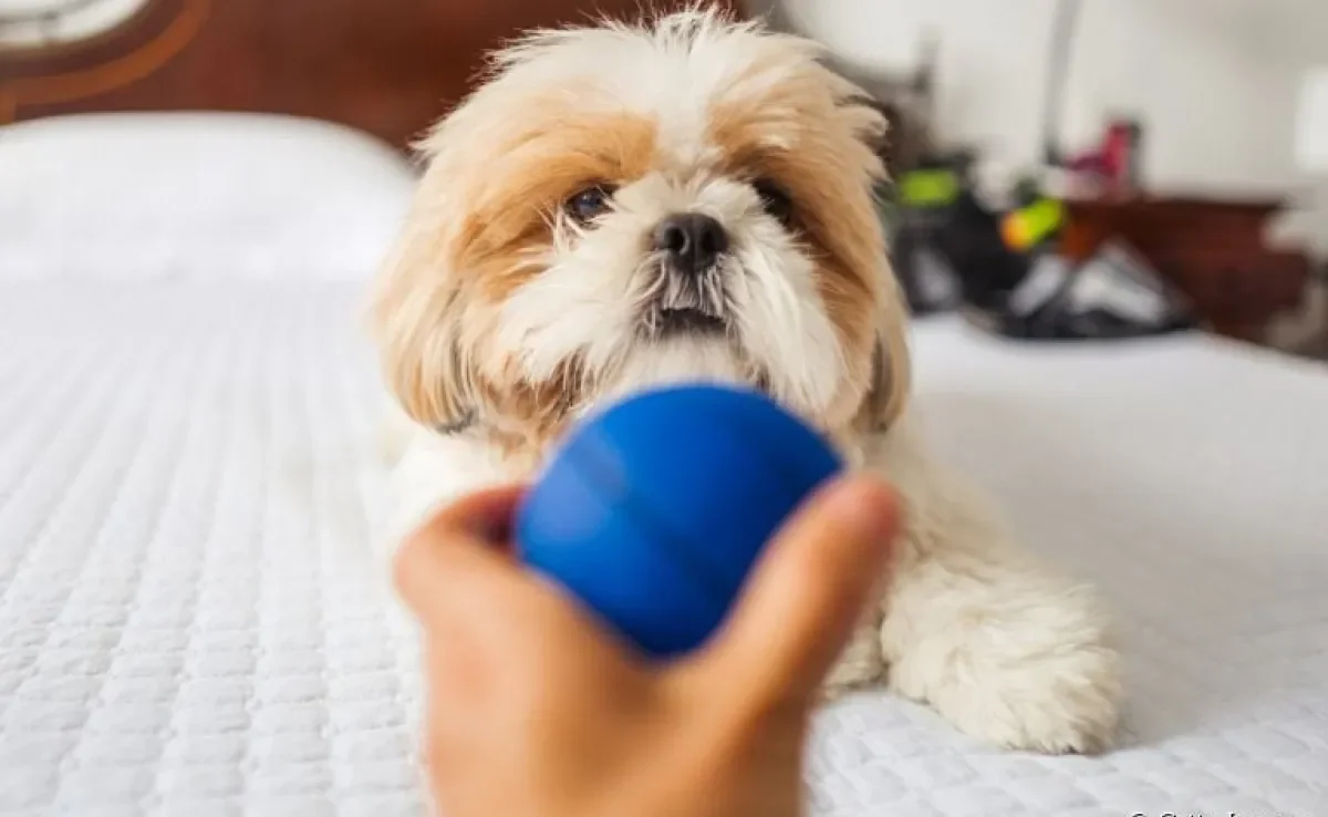 Saiba como brincar com cachorro para compensar a falta de passeio nos dias chuvosos
