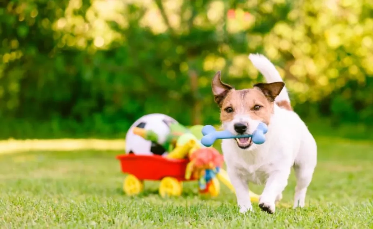Brinquedos de nylon para cachorro: saiba tudo sobre a segurança do material