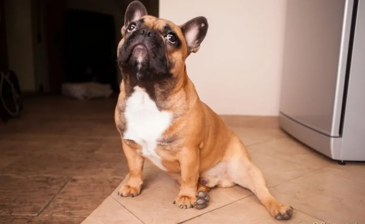 Cachorro com diarreia precisa de cuidados imediatos para evitar a piora do quadro