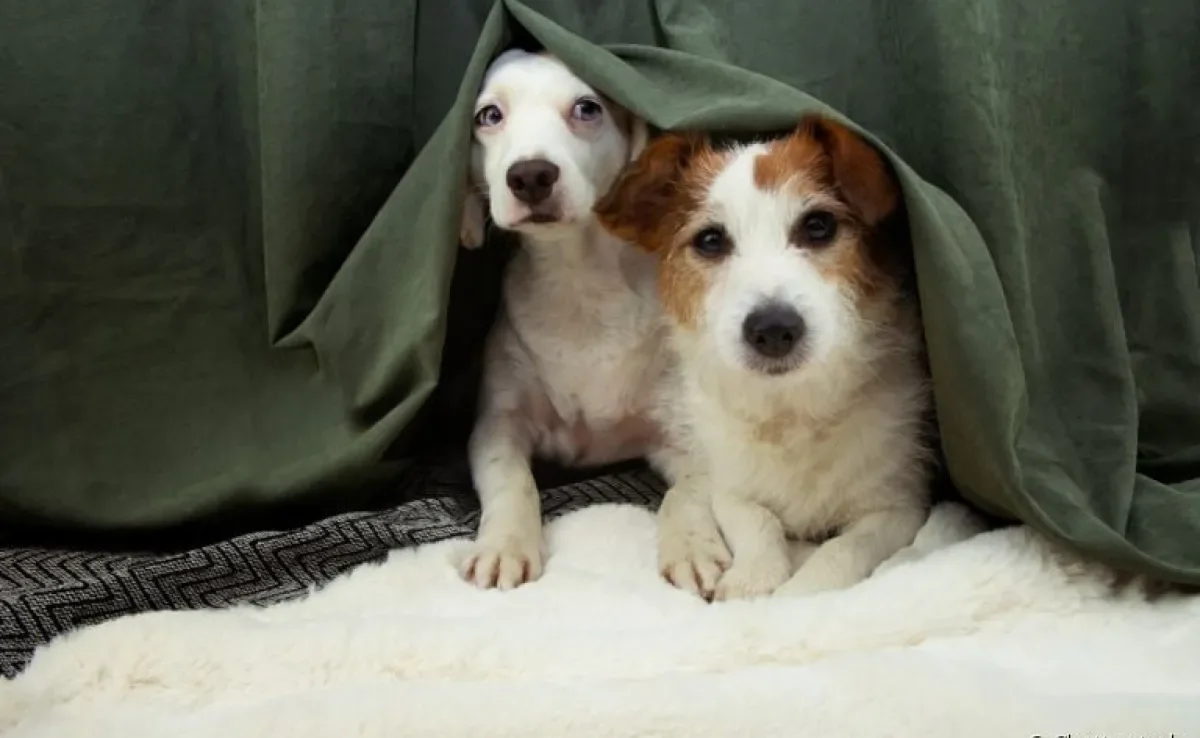 Descubra o que fazer para acalmar cachorro com medo de chuva e trovão