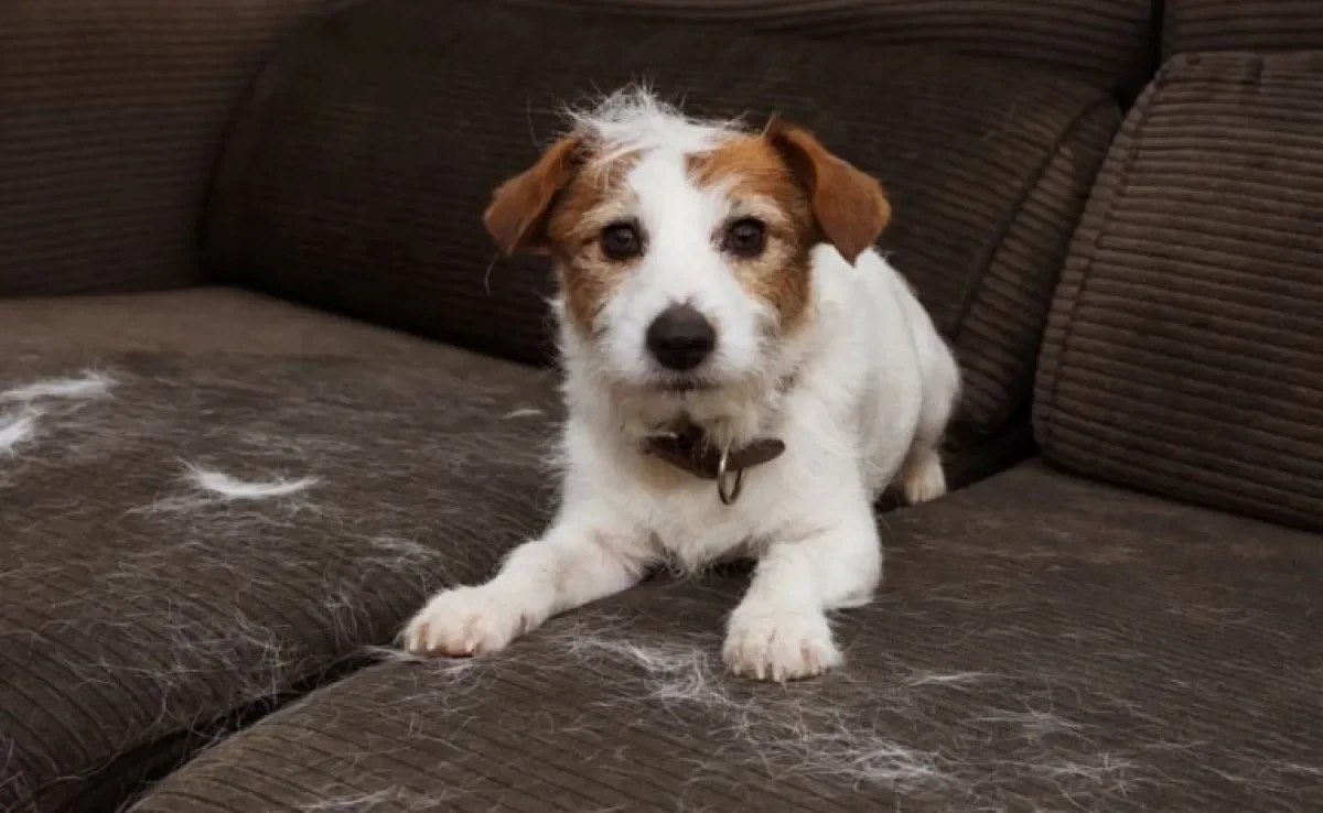 O pelo de cachorro está por todo lado? Saiba que produtos ajudam a acabar com isso!