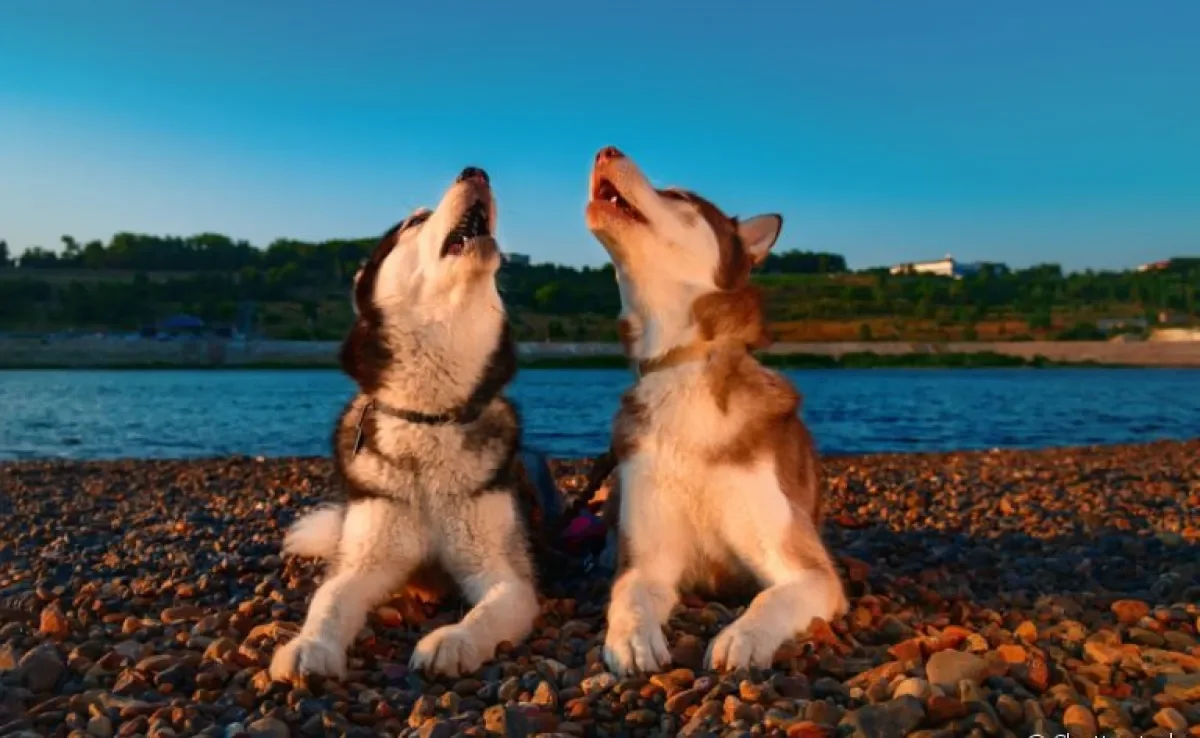 O uivo de cachorro é mais que um som: é uma forma de se comunicar