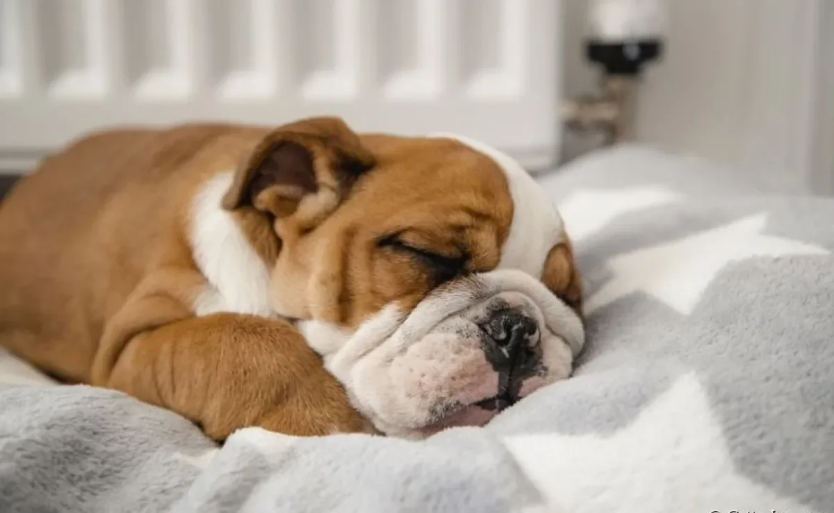 O sono dos cachorros é cheio de curiosidades