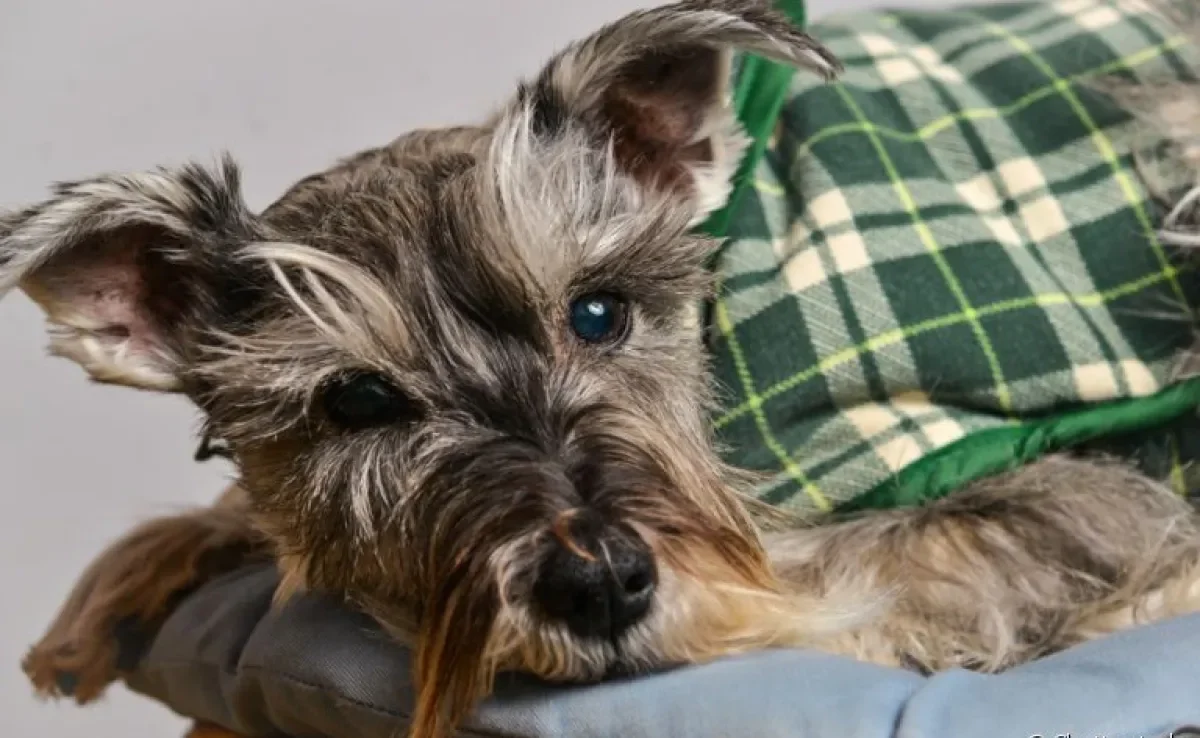 No inverno, tome cuidado para não deixar seu cachorro com frio