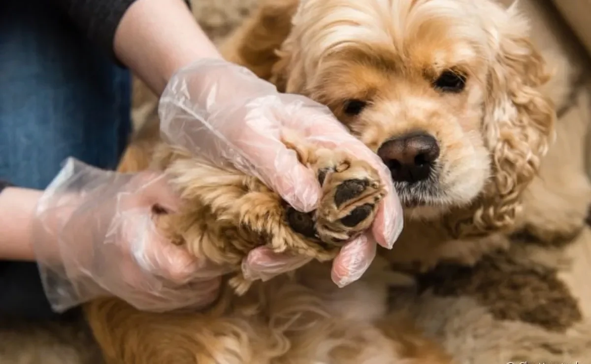 Saiba tudo sobre o bicho de pé de cachorro