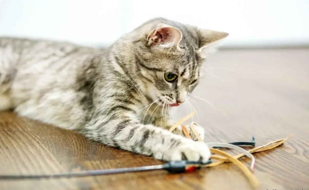 Os brinquedos para gatos com catnip fazem muito sucesso. Veja como fazer um! 