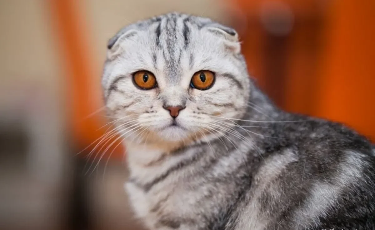 Os gatos são inteligentes? Como funciona a memória felina? Veja o que descobrimos!