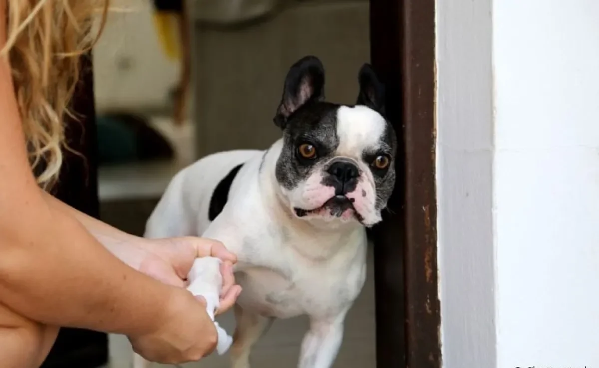 Você limpa as patas do cachorro depois do passeio? O hábito é importante na rotina dos cães