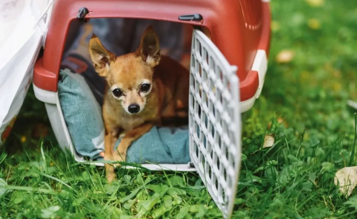 Quer viajar de ônibus com cachorro? Veja algumas dicas importantes para nada dar errado! 