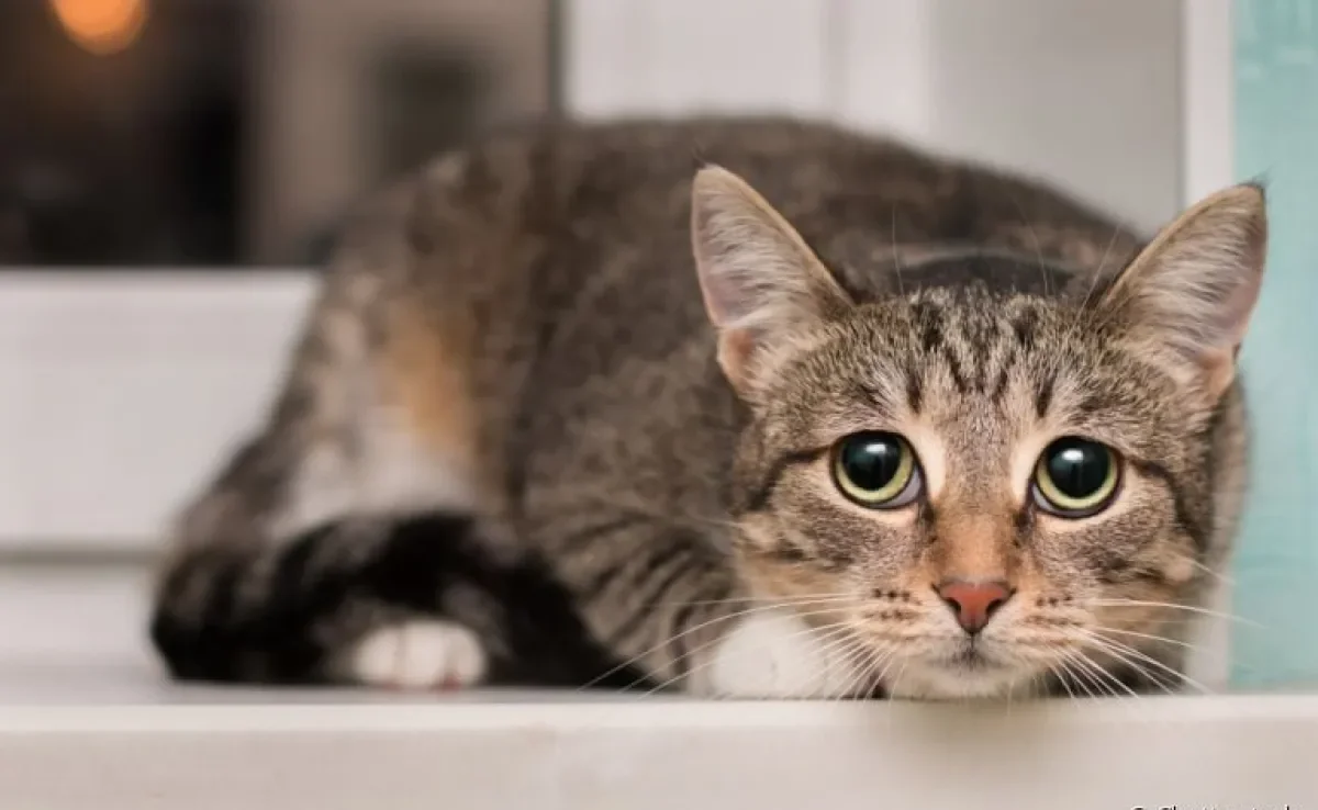 Convulsão em gatos: saiba o que fazer pelo bichano nessa situação