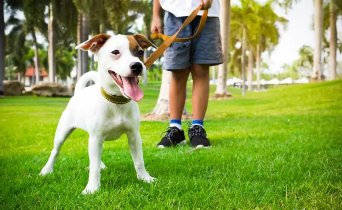 É muito mais fácil educar cachorro quando ele ainda é filhote