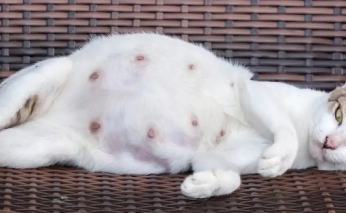 O parto de gato é um momento especial e que precisa de atenção