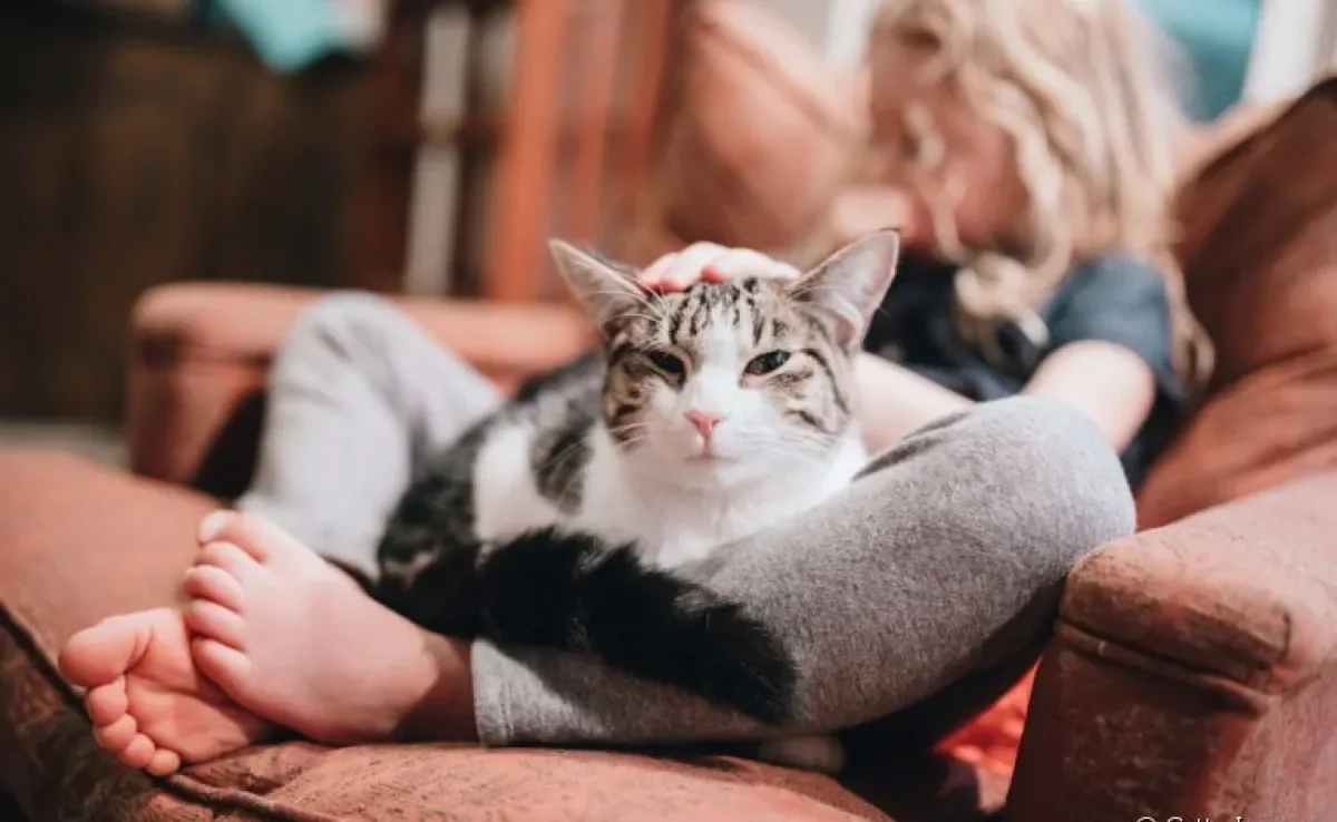 Descubra por que alguns gatos não gostam de colo e outros sim