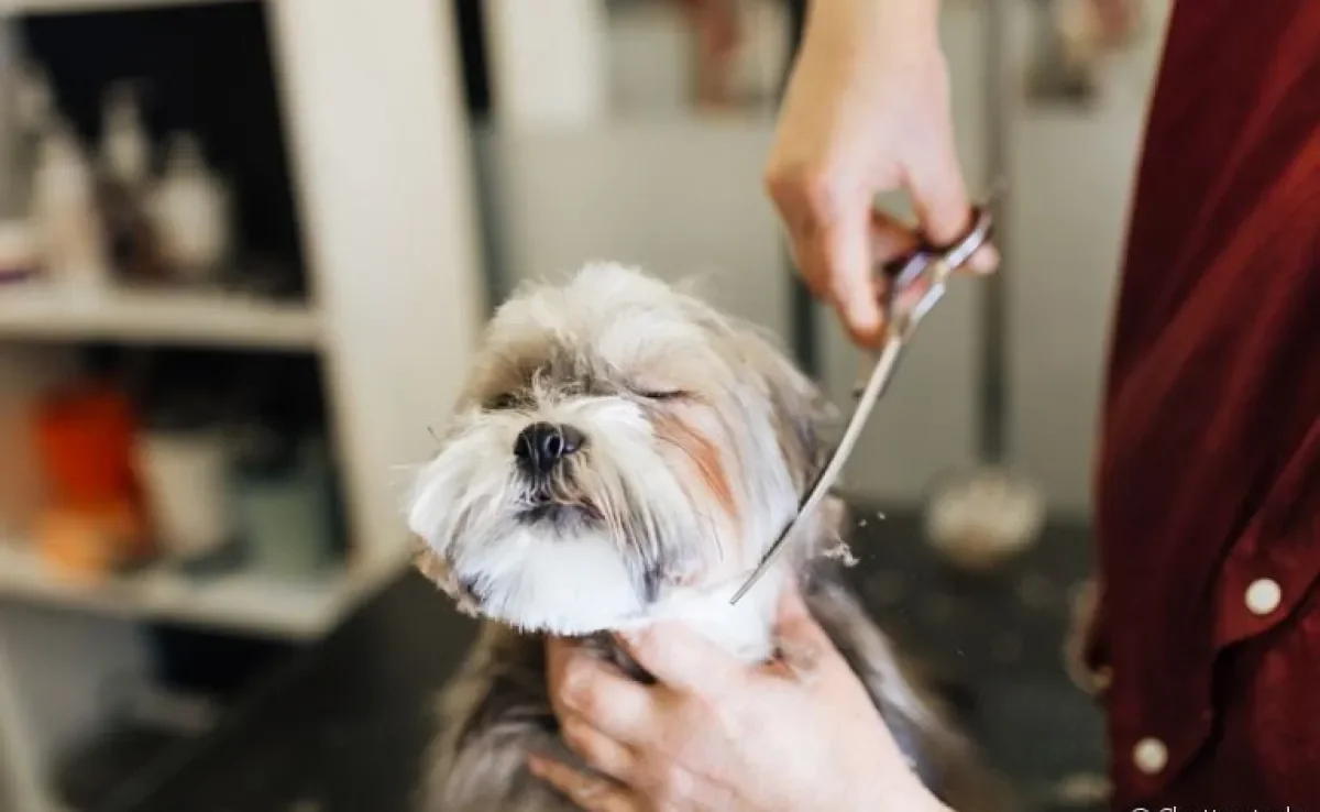 Tosa: Lhasa Apso pode usufruir de vários tipos de cortes e penteados