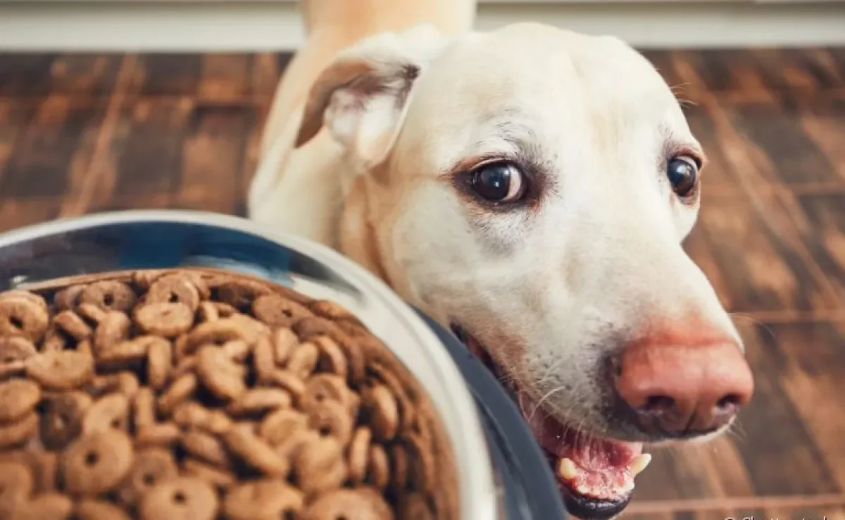 Tem um cachorro desesperado para comer? Isso pode ser um sinal de compulsão alimentar