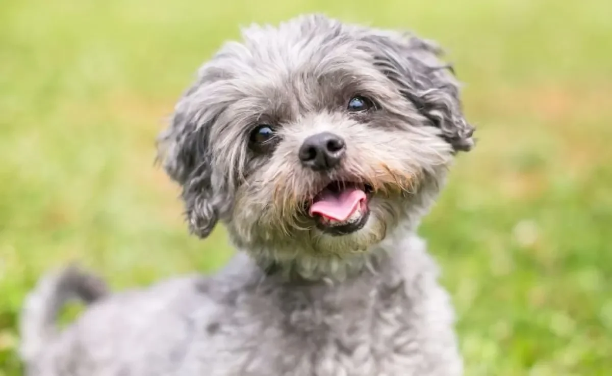 Confira lista com 150 nomes para cachorro Shih Tzu