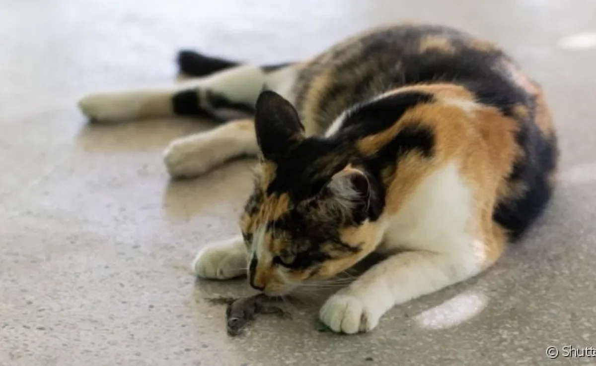 A platinosomose em felinos é uma doença que precisa de atenção. Entenda mais sobre o quadro