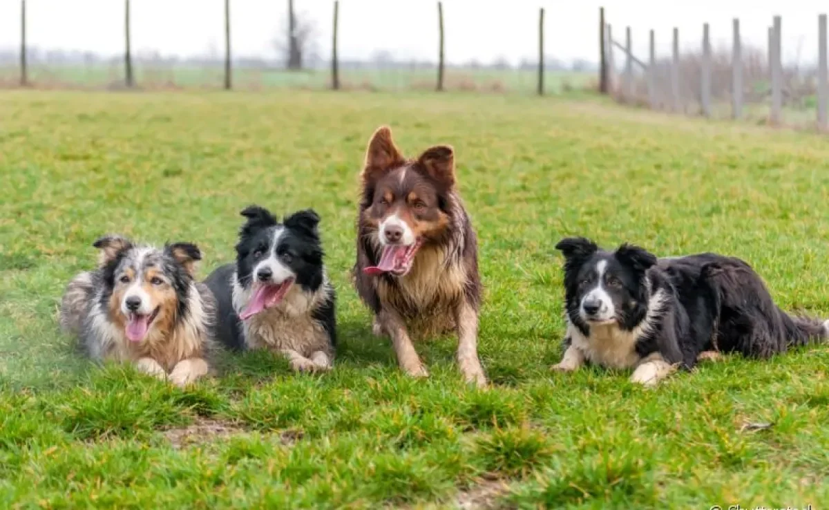 Border Collie: cores da pelagem podem ter diversas variações