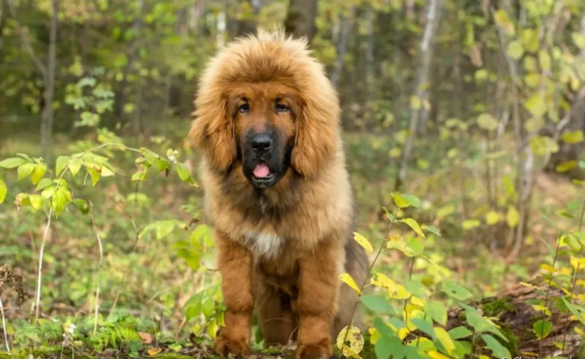 Algumas raças de cachorro são extremamente raras no mundo todo. Conheça algumas delas!