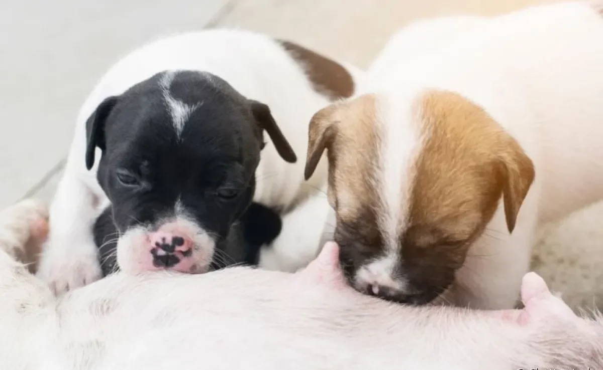 Amamentando filhotes de cachorro: veja algumas curiosidades sobre a alimentação canina nos primeiros meses