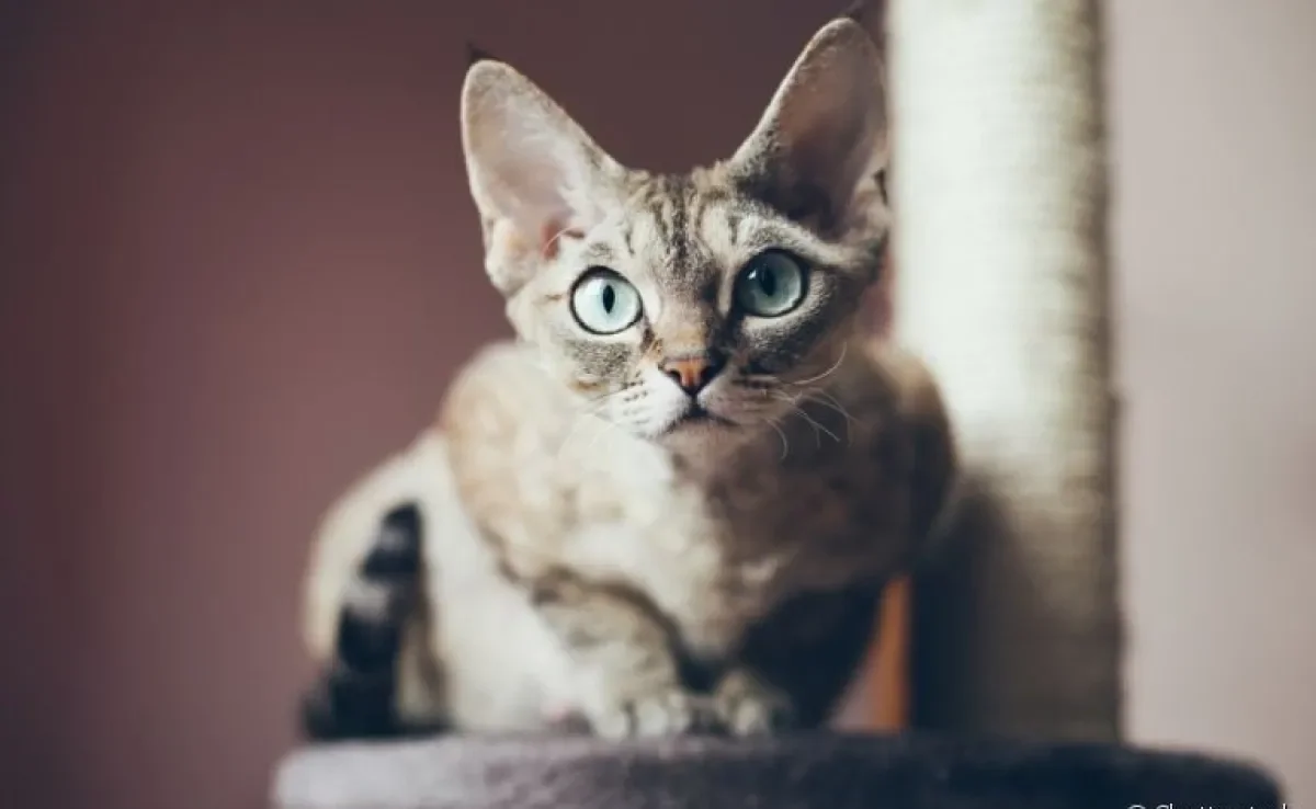 Conheça o Devon Rex e se prepare para ficar apaixonado pela raça de gato