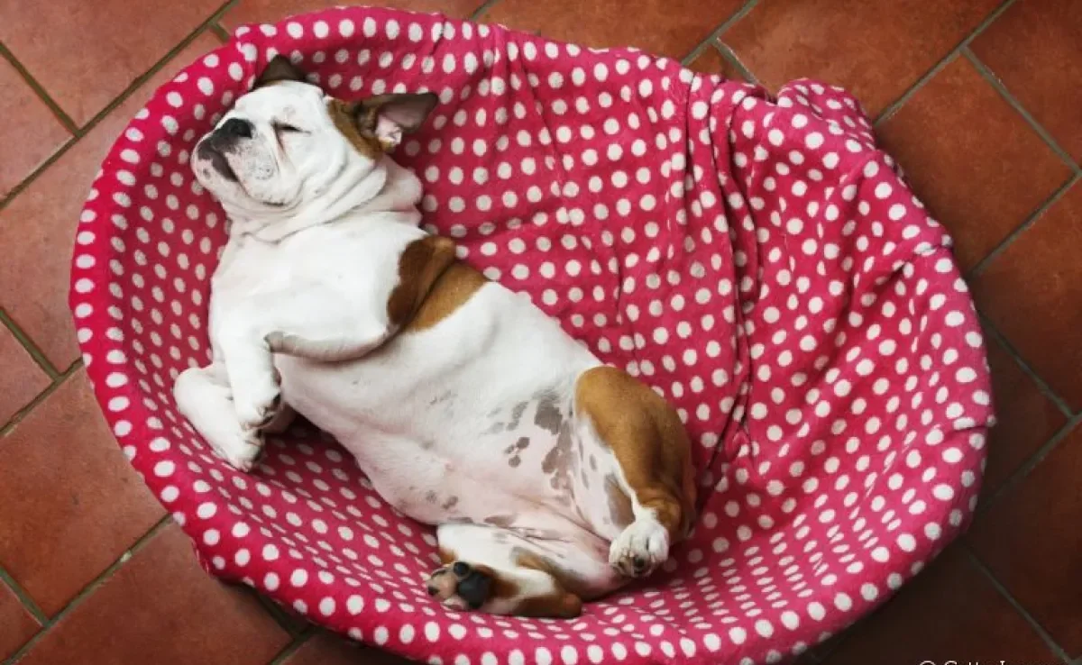 A posição que o cachorro dorme diz muito sobre a relação dele com os tutores e o ambiente em que vive