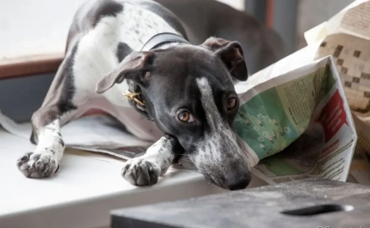 Jornal para cachorro: vale a pena usar?