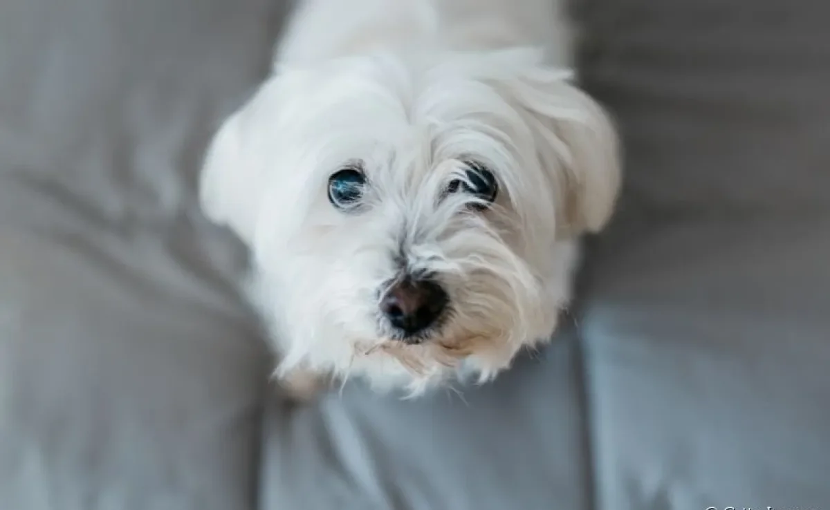 A balanopostite canina é uma infecção que pode afetar a saúde dos cães. Saiba mais sobre o problema