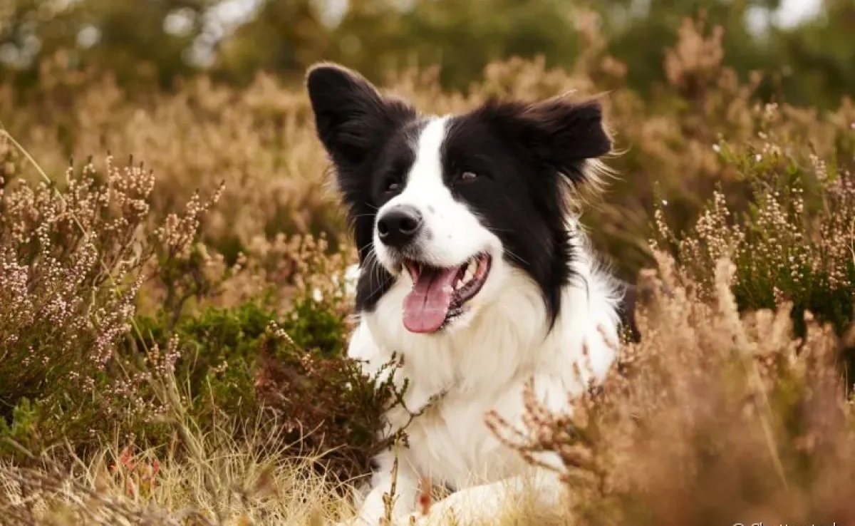 O cachorro Border Collie é um ótimo companheiro e super inteligente