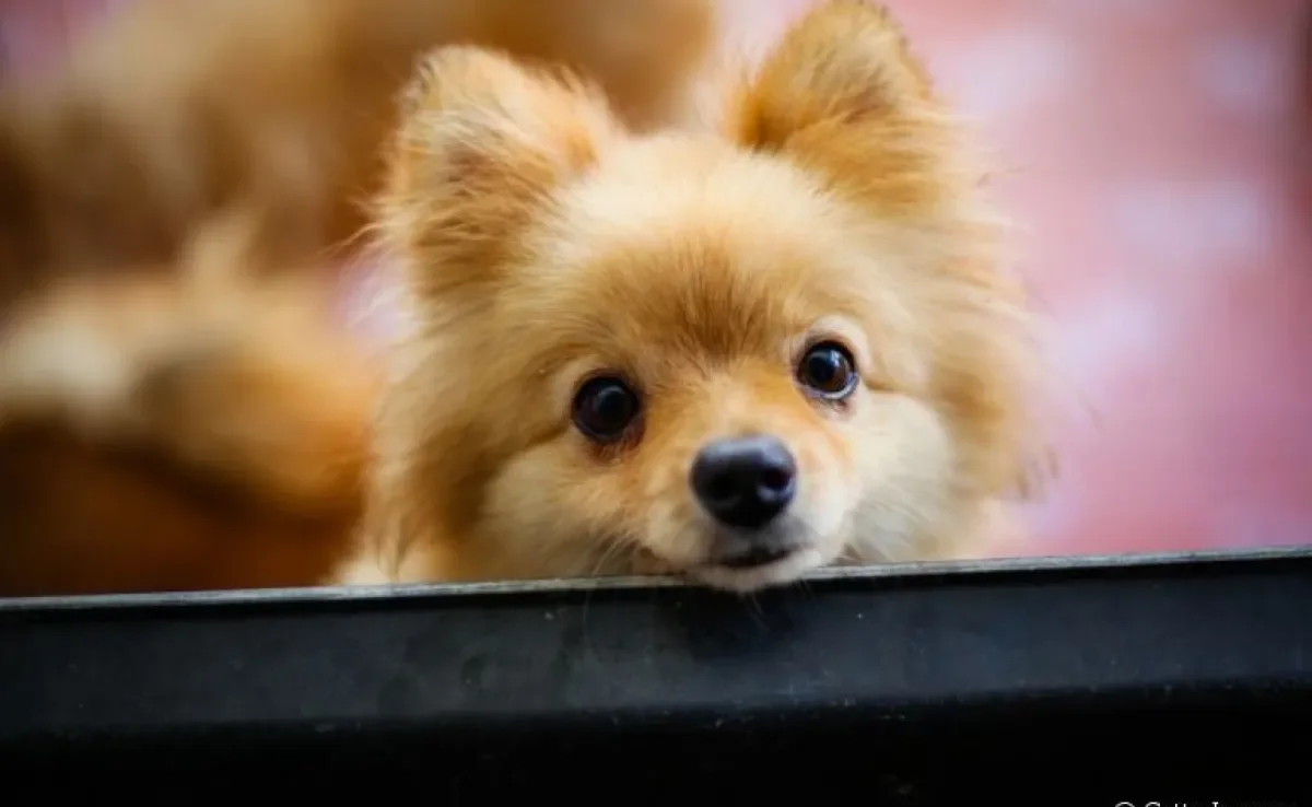 Raças de cachorros amorosos: descubra quais são os cãezinhos que mais expressam seus sentimentos
