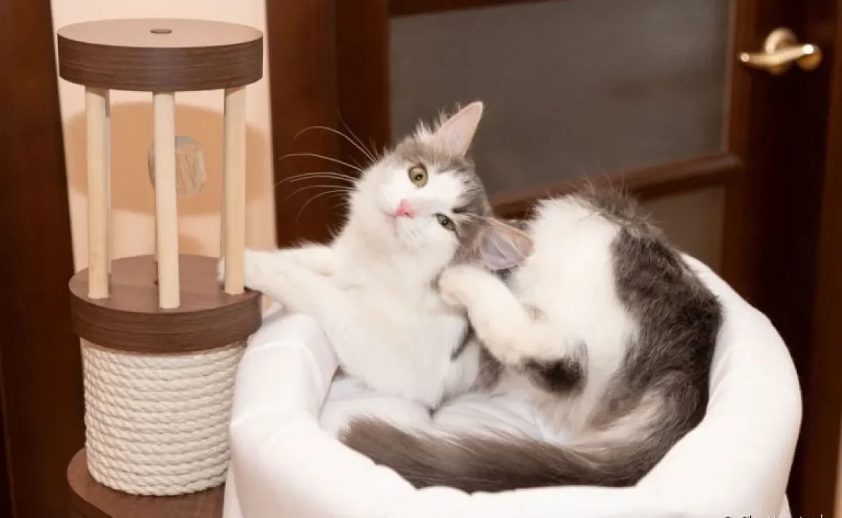 Antipulgas para gatos também dever ser usados naqueles que estão sempre em caa