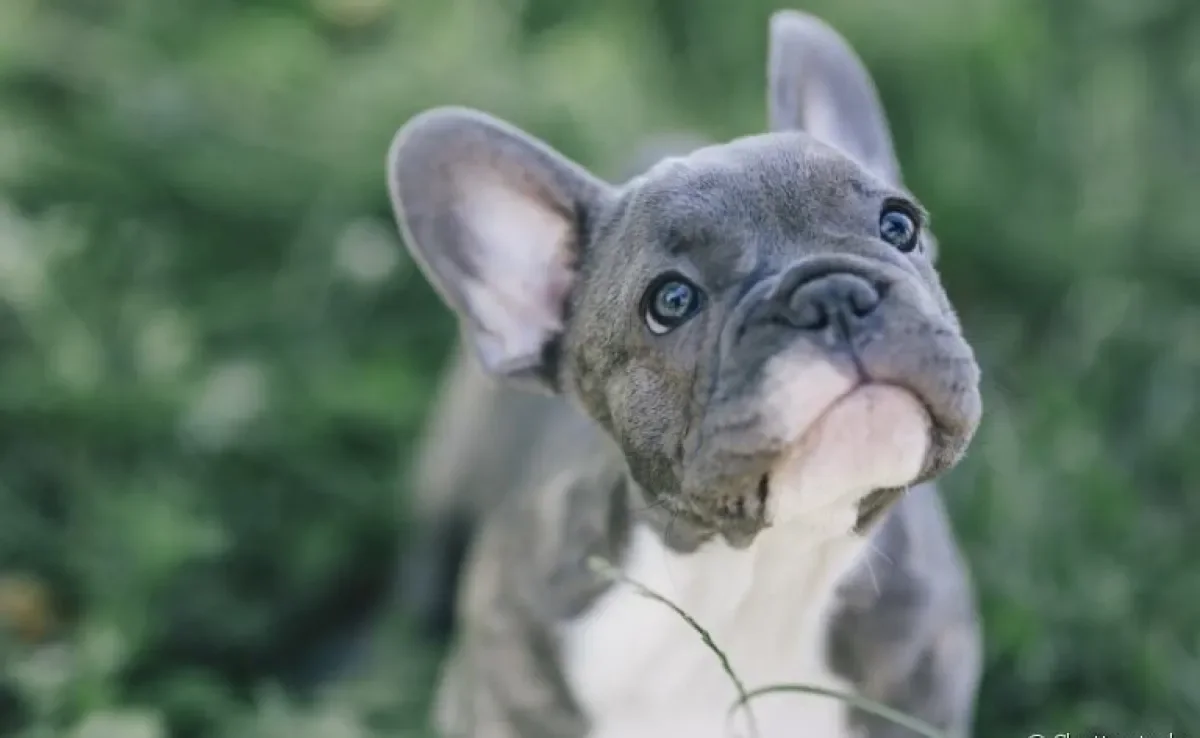 Alguns cãezinhos adoram estar perto de humanos para interagir e brincar