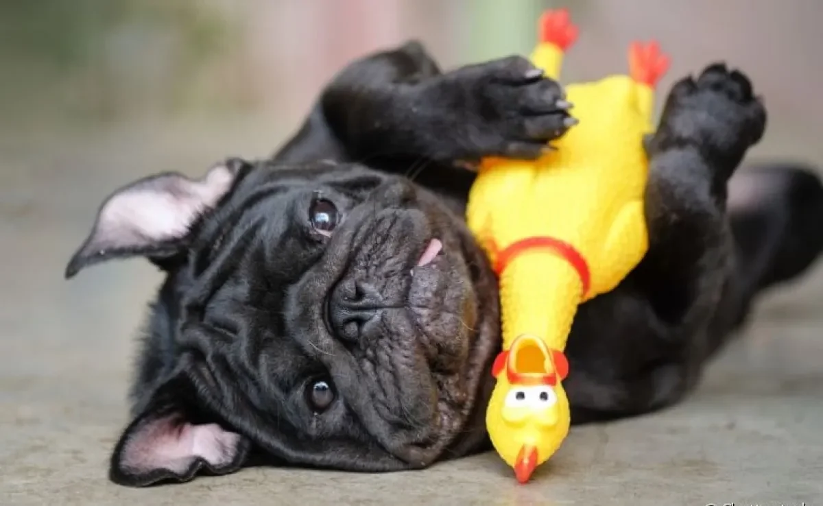 Os brinquedos para cachorro com barulho fazem muito sucesso