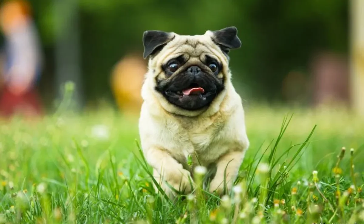 Os cachorros braquicefálicos sofrem com problemas de saúde ao longo de toda a vida